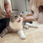 甘えんぼポジションの取り合いで猫たちが喧嘩して大変なことになっちゃいました…