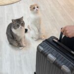少しの間、猫たちを置いて海外に出張に行くことになりました…