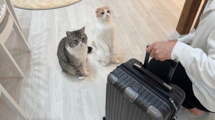 少しの間、猫たちを置いて海外に出張に行くことになりました…