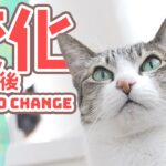 猫の変化とその後
