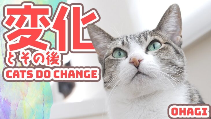 猫の変化とその後