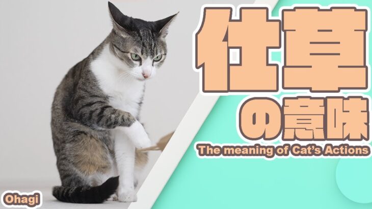 猫の仕草の意味