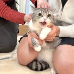 ごはんを吐き続けて脱水した猫に初めて自宅で点滴しました。