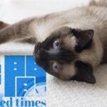 ネコ時間は大切