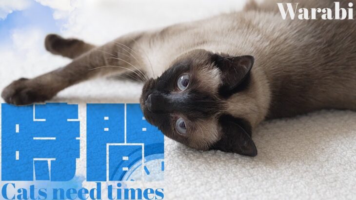 ネコ時間は大切