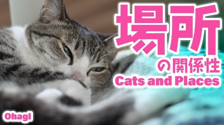 猫と場所の関係性