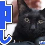 猫の仲良しの理由