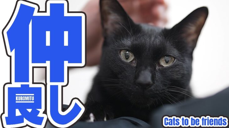 猫の仲良しの理由