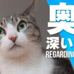 奥が深い猫のこと