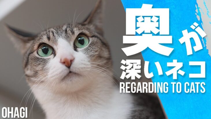 奥が深い猫のこと