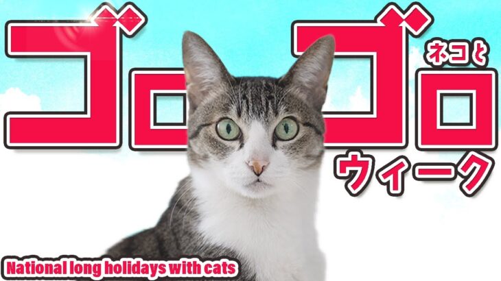 猫のゴロゴロウィーク