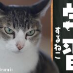 学習する猫