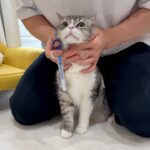 サプリを飲みたくなくて家中逃げ回った猫を捕まえたら絶望でこうなっちゃいました…