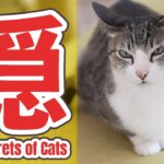 隠れる猫の秘密