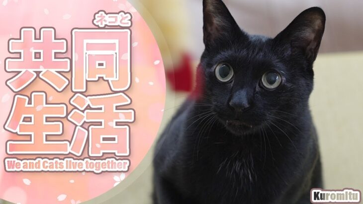 猫と共同生活のコツ