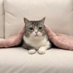 もち様の通院について皆さんにお伝えしたいこと。