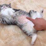 エコー検査で毛を剃られてツルツルになったお腹を触ったら猫の反応が可愛すぎましたwww