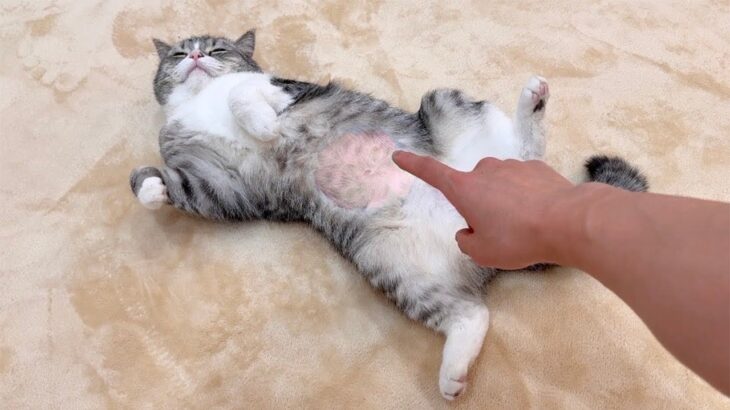 エコー検査で毛を剃られてツルツルになったお腹を触ったら猫の反応が可愛すぎましたwww