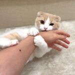 甘えんぼ猫のアピールを無視して映画を見てたら爆発してこうなっちゃいましたwww