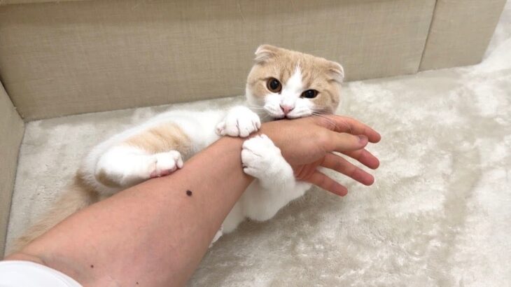 甘えんぼ猫のアピールを無視して映画を見てたら爆発してこうなっちゃいましたwww