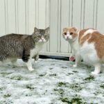季節外れの雪が降ったら庭に出た猫たちの反応が可愛すぎました…www