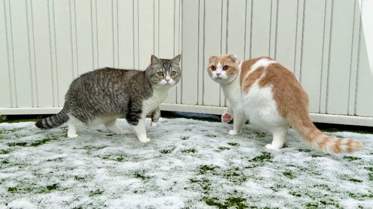 季節外れの雪が降ったら庭に出た猫たちの反応が可愛すぎました…www