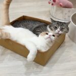 特等席で寝てたら弟が無理やり入ってきて窮屈になっちゃったときの猫の反応が可愛すぎたwww