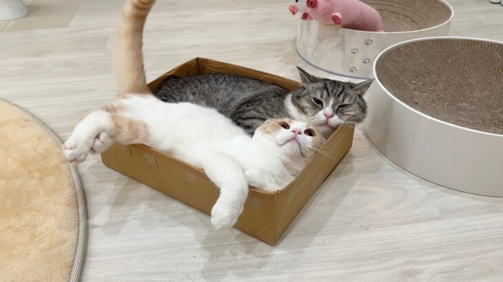 特等席で寝てたら弟が無理やり入ってきて窮屈になっちゃったときの猫の反応が可愛すぎたwww