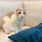 入院してる大好きな兄の匂いを1週間ぶりに嗅いだ猫がこうなっちゃいました。