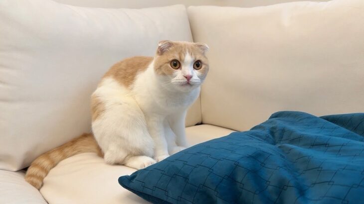 入院してる大好きな兄の匂いを1週間ぶりに嗅いだ猫がこうなっちゃいました。