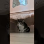 隠れるキジ猫😺 – A cat hiding under the　showcase – #shorts #cat