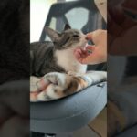 この撫で方が好きな猫🐱 – A cat likes this touch – #shorts #cat