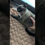 一回寝るフリを入れる猫😺 – A cat pretends to sleep – #shorts #cat