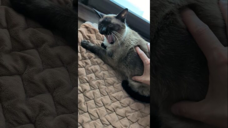 一回寝るフリを入れる猫😺 – A cat pretends to sleep – #shorts #cat