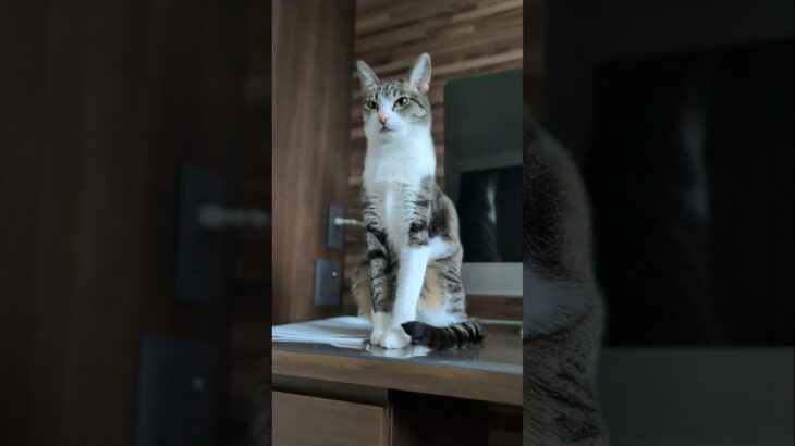 静かに待つ猫😺 – A cat waiting – #shorts #cat