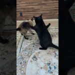 猫のバンサイ威嚇🐱 – Cats Intimidation – #shorts #cat
