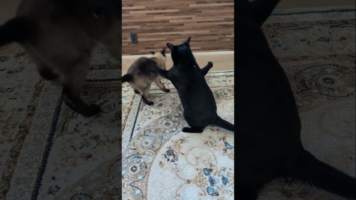 猫のバンサイ威嚇🐱 – Cats Intimidation – #shorts #cat