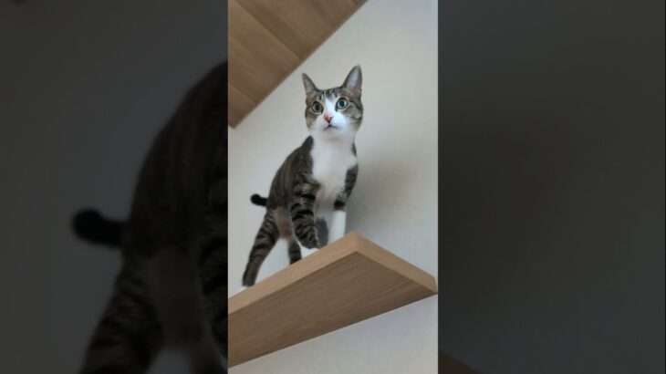 にゃんにゃん猫😺 – Cats Meowing – #shorts #cat