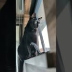 黒猫のクンクン🐱 – Cats Sniffing – #shorts #cat