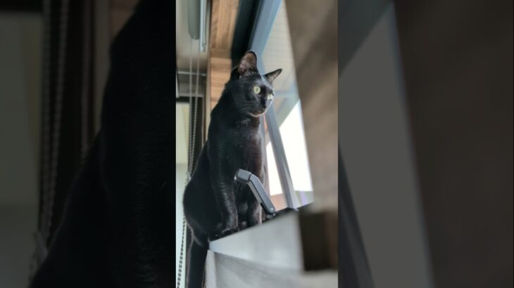 黒猫のクンクン🐱 – Cats Sniffing – #shorts #cat