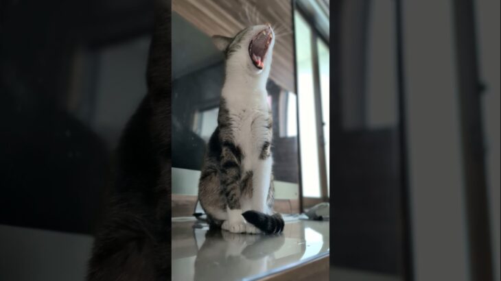 大きなあくびをするキジ猫🐱 – Cats Yawning – #shorts #cat