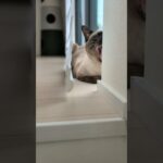 あくび猫出る😺 – Cats Yawning – #shorts #cat