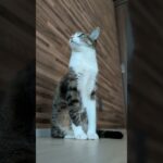 風が吹いている時の猫🐱 – Cats when the wind is blowing – #shorts #cat