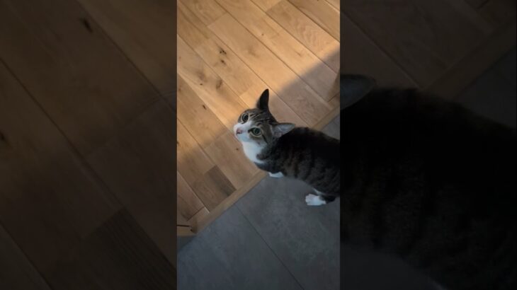 上から見た猫🐱 – Cute Cats – #shorts #cat