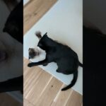 やっぱり始まった猫喧嘩😼 – Two cats finally did it! – #shorts #cat