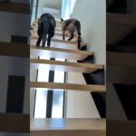 追いかける兄妹猫😺 – Two cats run so fast – #shorts #cat