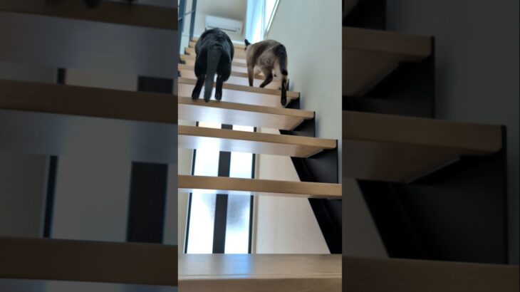 追いかける兄妹猫😺 – Two cats run so fast – #shorts #cat