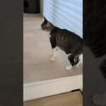 上るのが早い猫🏁🐱 – race cat – #shorts #cat