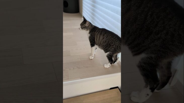 上るのが早い猫🏁🐱 – race cat – #shorts #cat