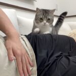 「おいで」と呼ぶとすぐ特等席に甘えに来る子猫なもっちゃん